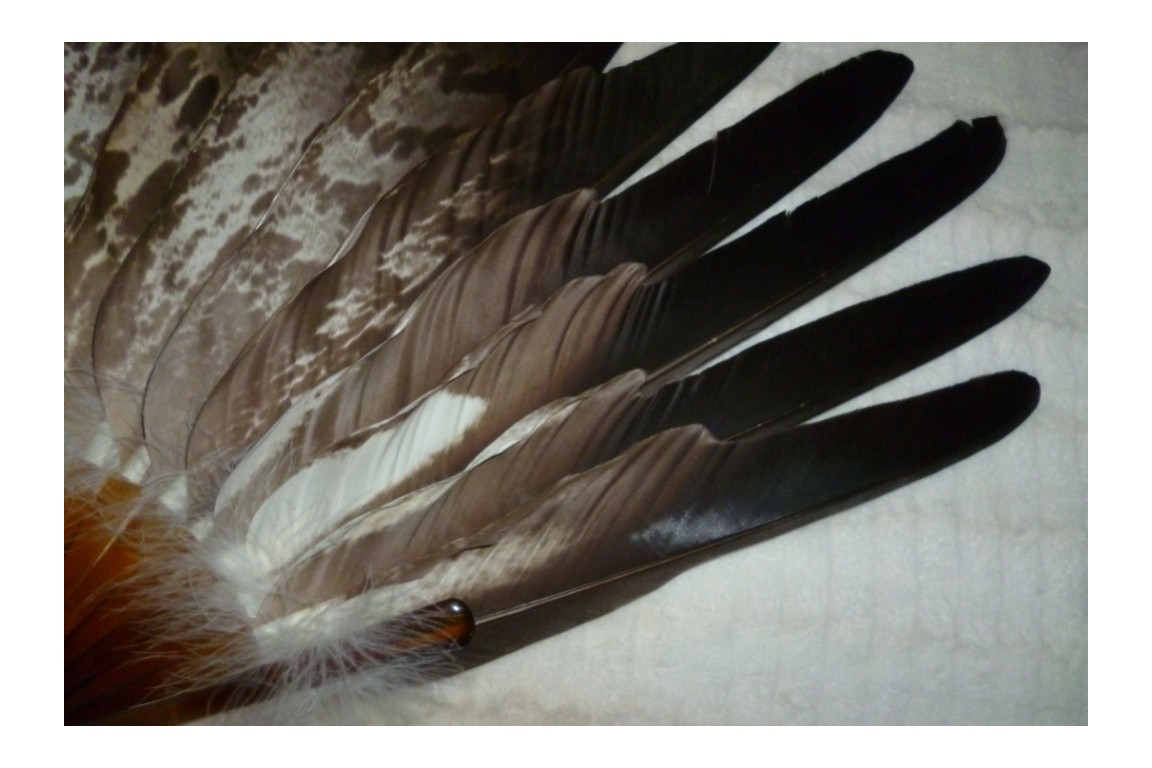 Eagle, Duvelleroy fan, late 19 - early 20th century