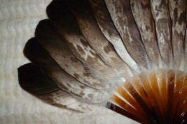 Eagle, Duvelleroy fan, late 19 - early 20th century