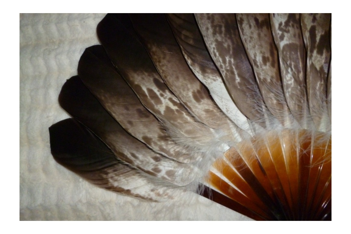 Eagle, Duvelleroy fan, late 19 - early 20th century