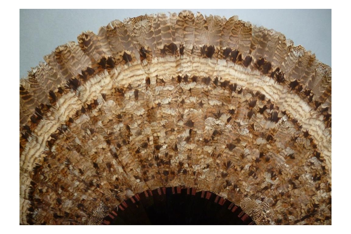 Partridge, hunting fan, circa 1895-1900