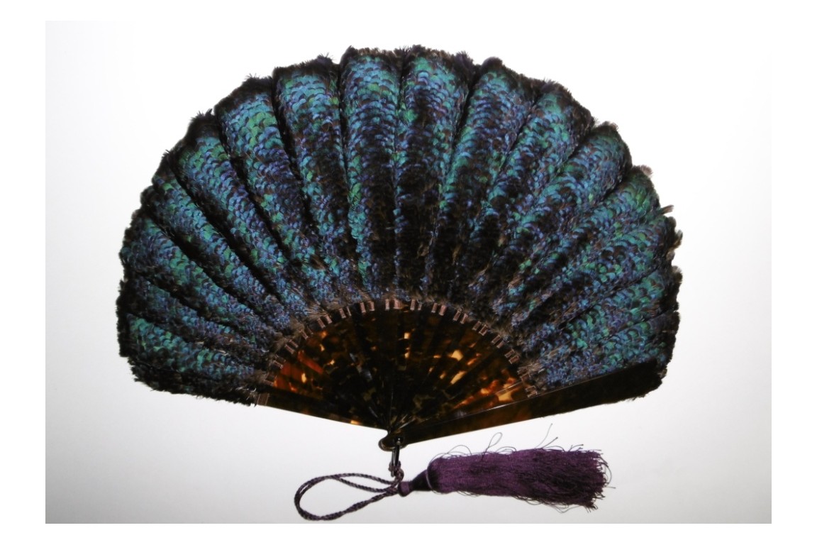 Himalayan monal, late 19th century