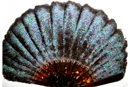 Lophophore, éventail fin XIXème