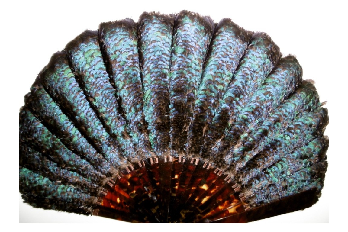 Lophophore, éventail fin XIXème