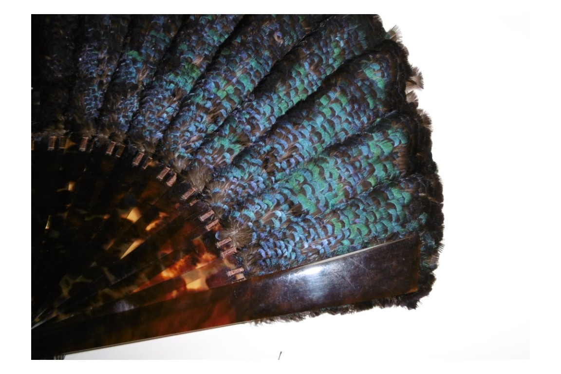 Lophophore, éventail fin XIXème