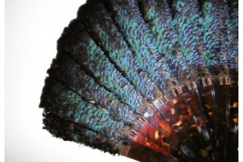 Himalayan monal, late 19th century
