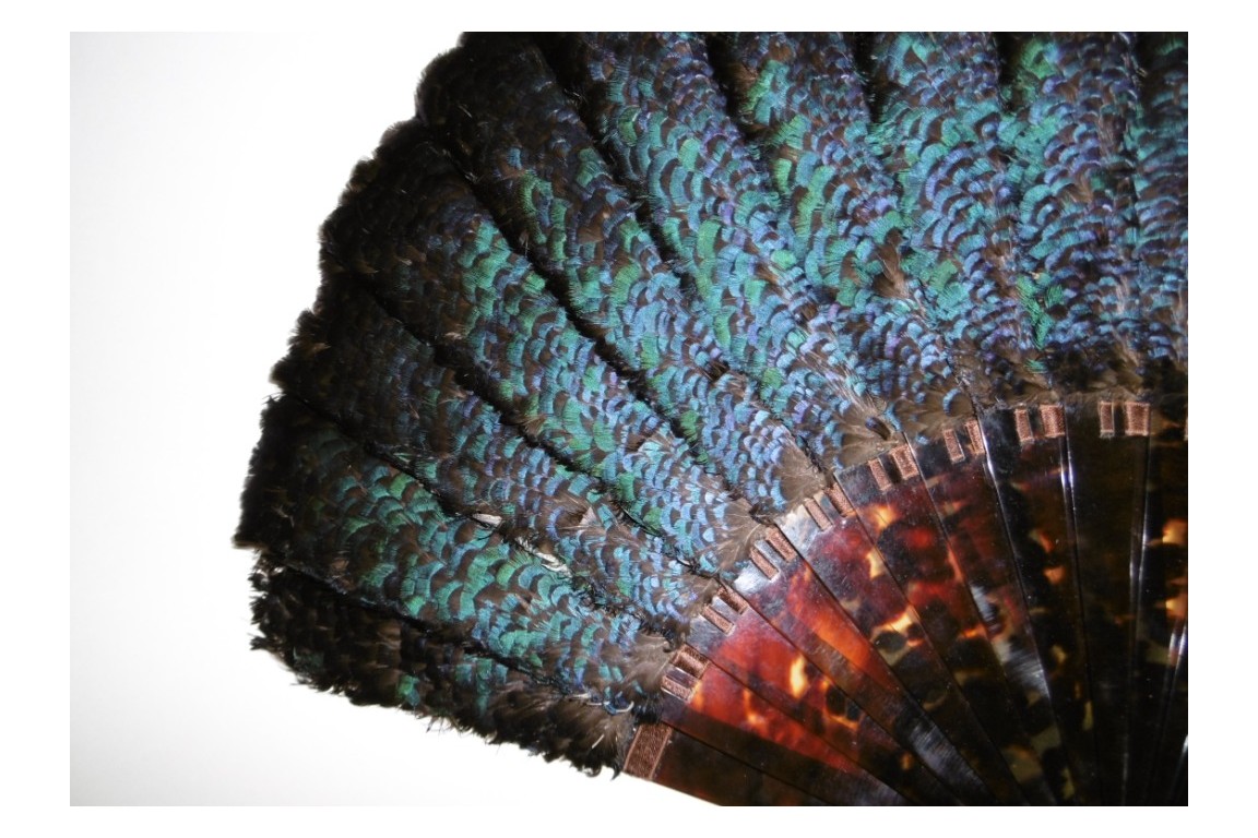 Himalayan monal, late 19th century