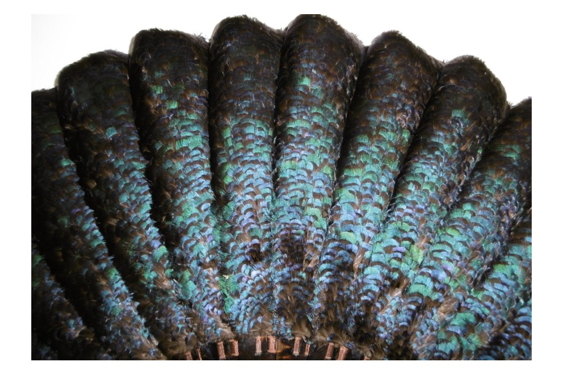 Himalayan monal, late 19th century