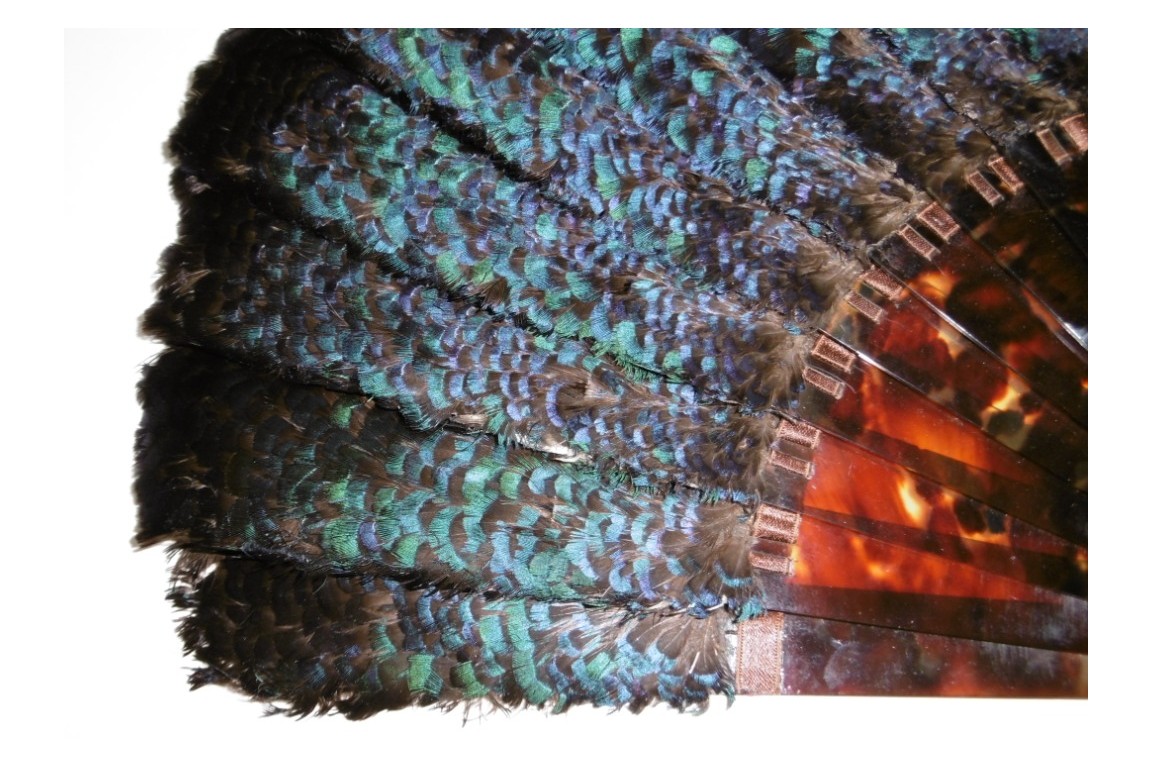 Lophophore, éventail fin XIXème