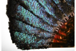 Himalayan monal, late 19th century