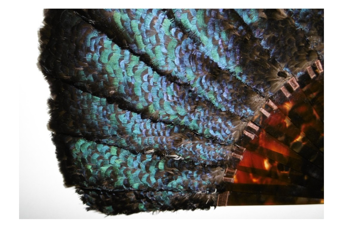 Himalayan monal, late 19th century