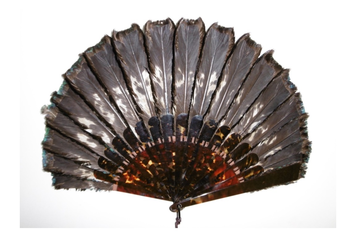 Himalayan monal, late 19th century