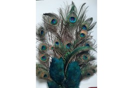 The peacock, fixed fan, XIXth century