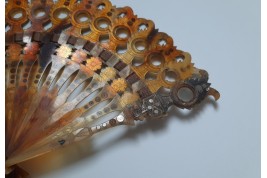 Optical fan, early 19th century
