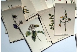 Jeu de Flore, cartes pour écrire, XIXème siècle