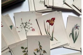 Jeu de Flore, cartes pour écrire, XIXème siècle