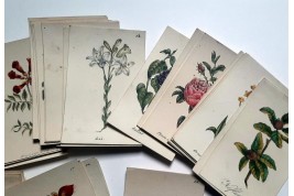 Jeu de Flore, cartes pour écrire, XIXème siècle