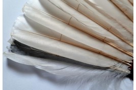 Chinese feather, late 19th century fan