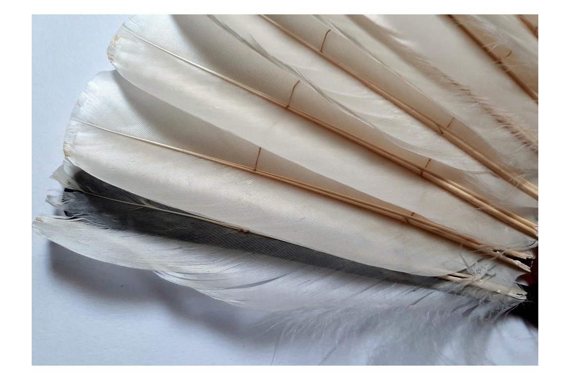 Chinese feather, late 19th century fan