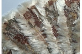 Botanical fan, circa 1860