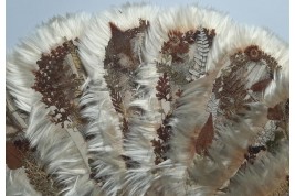 Botanical fan, circa 1860