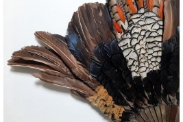 Pheasant, fan circa 1910-20