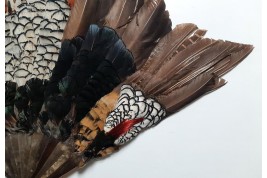 Pheasant, fan circa 1910-20