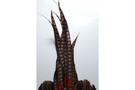 Pheasant, fan circa 1910-20