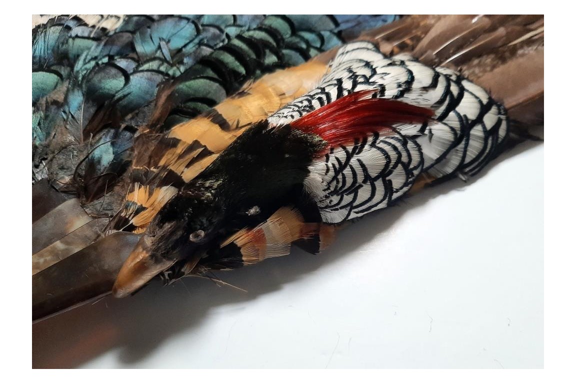 Pheasant, fan circa 1910-20