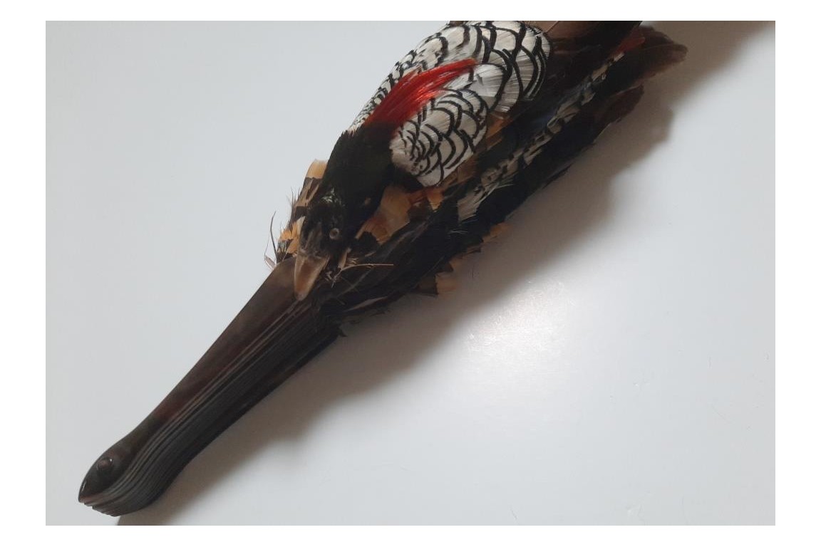 Pheasant, fan circa 1910-20