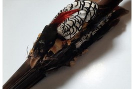 Pheasant, fan circa 1910-20