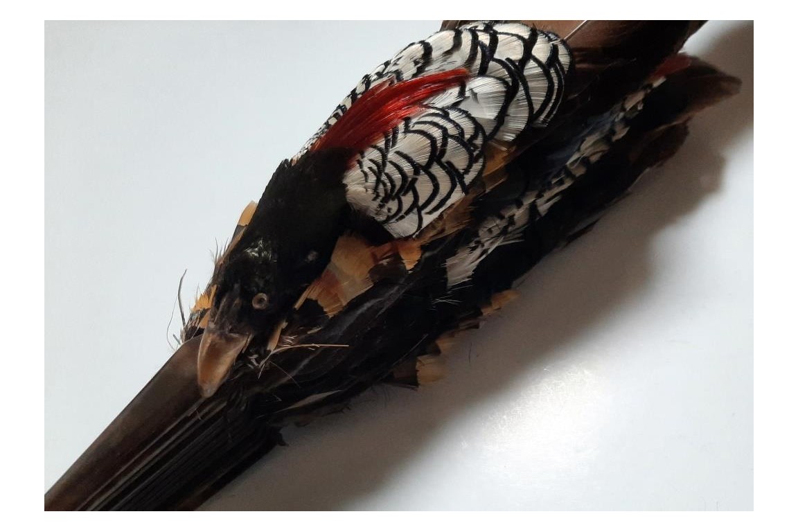 Pheasant, fan circa 1910-20
