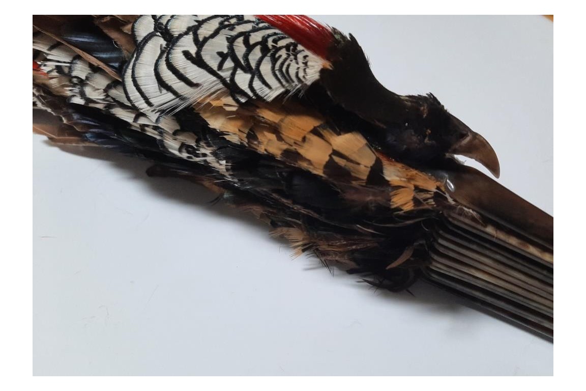 Pheasant, fan circa 1910-20