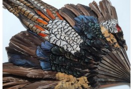 Pheasant, fan circa 1910-20