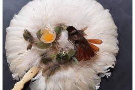 Brazilian hummingbird, feather fixed fan circa 1870-80
