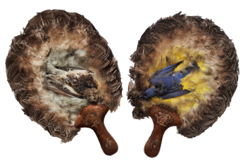 Écran-oiseaux, Amérique du nord, début XXeme siècle