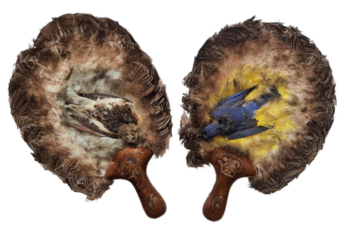 Écran-oiseaux, Amérique du nord, début XXeme siècle