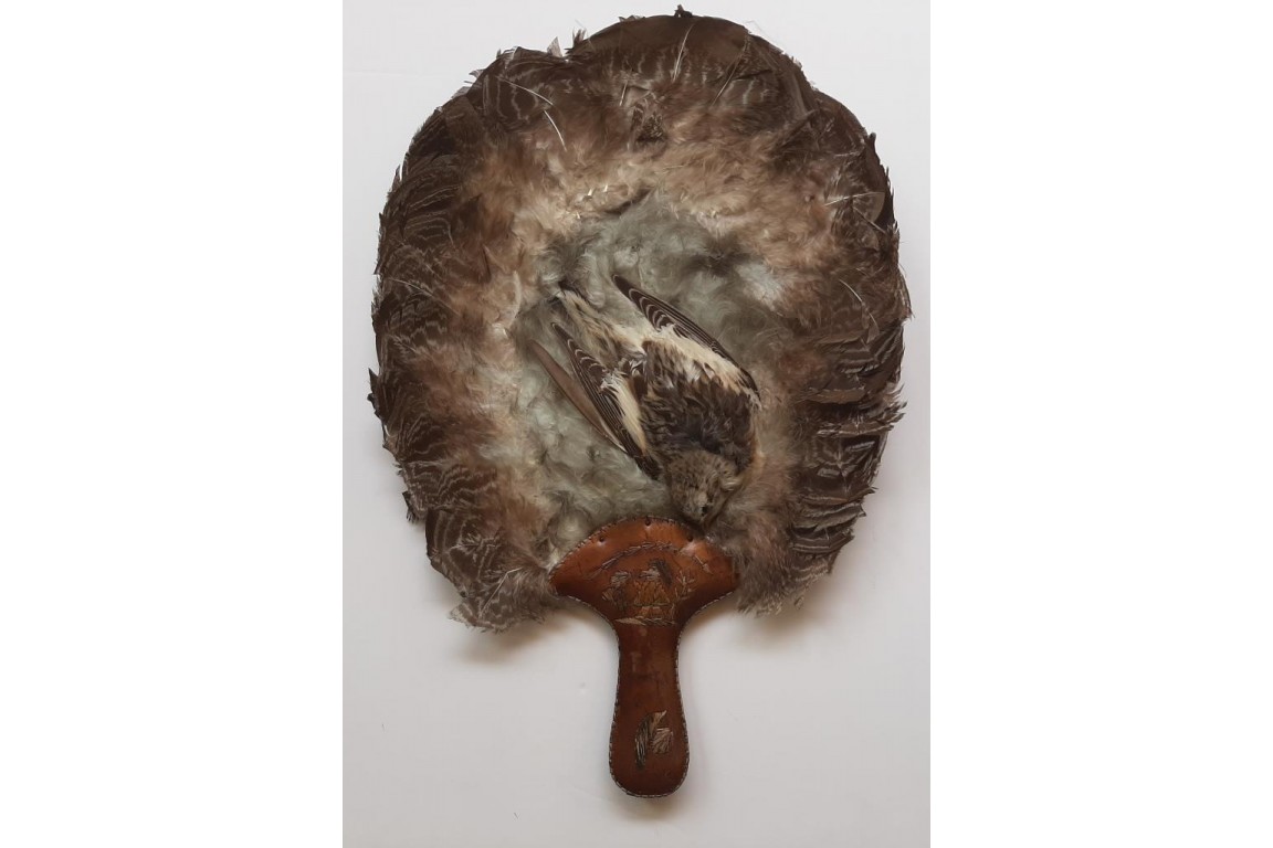 Écran-oiseaux, Amérique du nord, début XXeme siècle