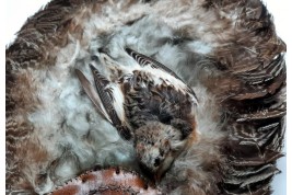 Écran-oiseaux, Amérique du nord, début XXeme siècle
