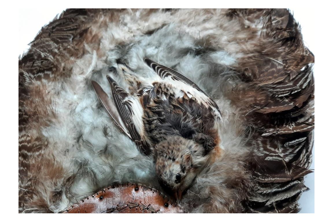 Écran-oiseaux, Amérique du nord, début XXeme siècle