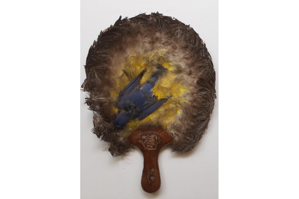Écran-oiseaux, Amérique du nord, début XXeme siècle
