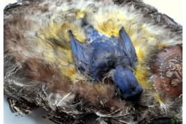 Écran-oiseaux, Amérique du nord, début XXeme siècle