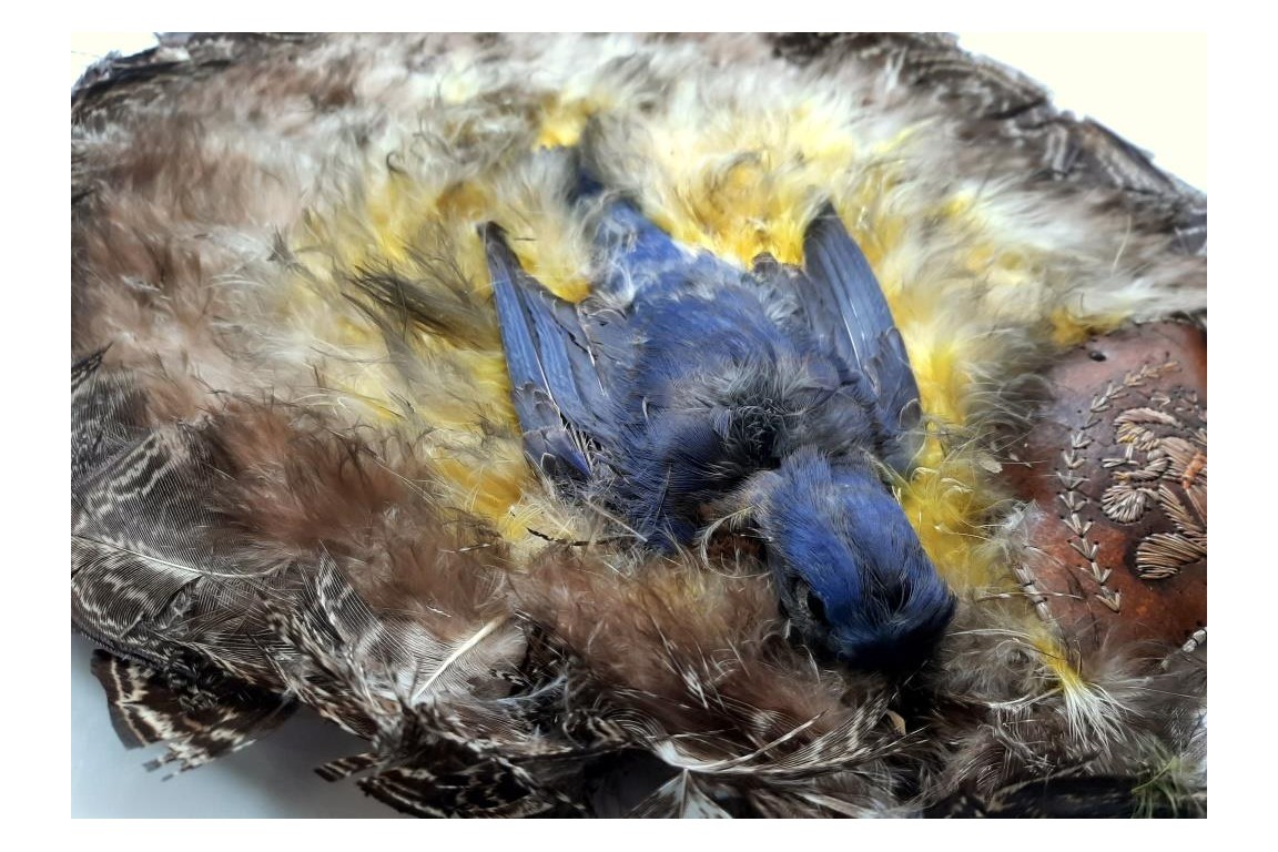 Écran-oiseaux, Amérique du nord, début XXeme siècle