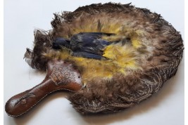 Écran-oiseaux, Amérique du nord, début XXeme siècle