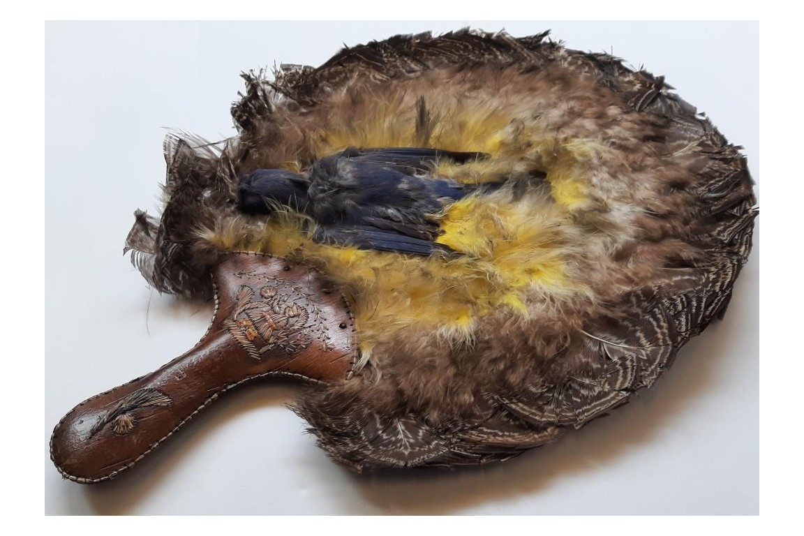 Écran-oiseaux, Amérique du nord, début XXeme siècle