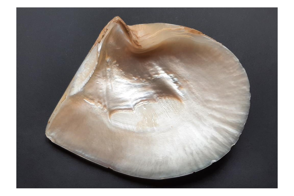 Coat of arms of Beauvais.  Mother-of-pearl shell after 1920