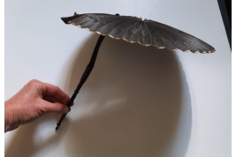 Fan- parasol, Second Empire period
