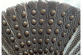 Argus, feather fan, China circa 1850