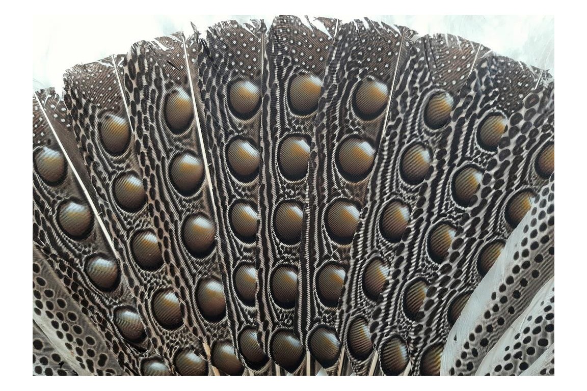 Argus, feather fan, China circa 1850