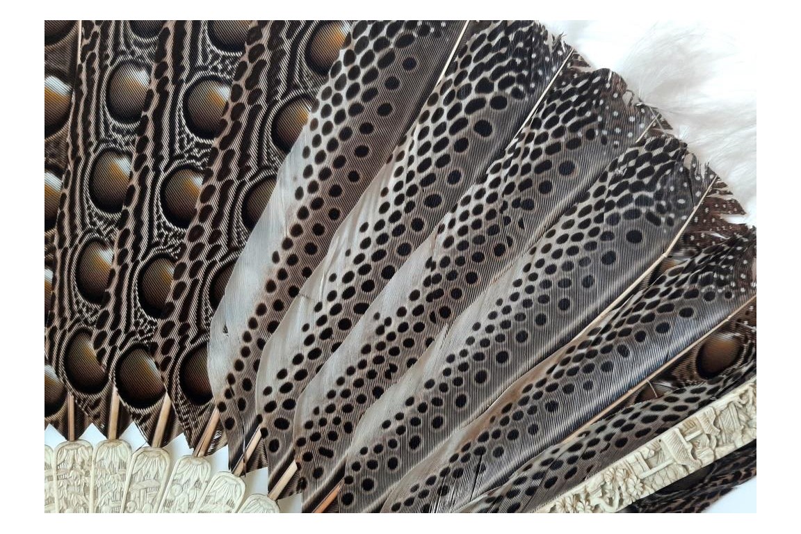Argus, feather fan, China circa 1850