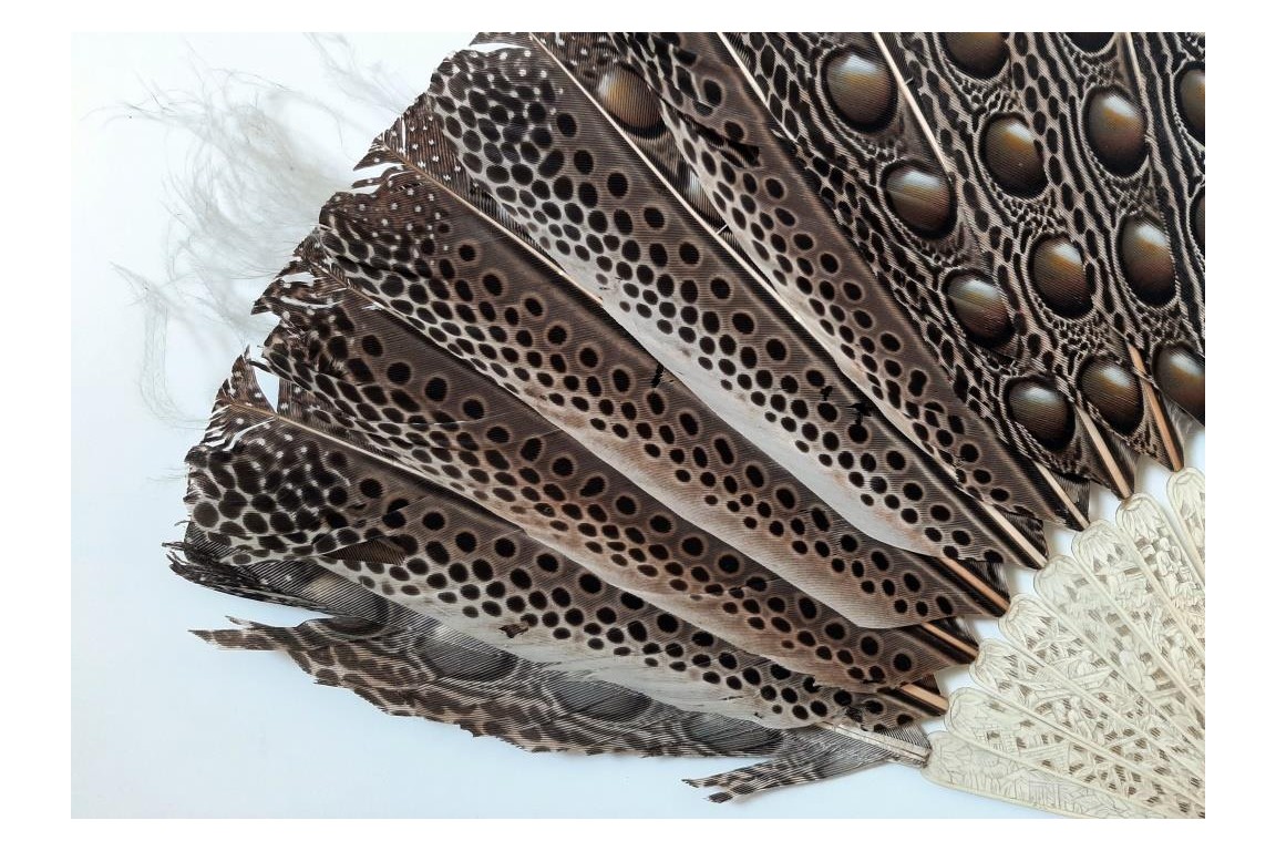 Argus, feather fan, China circa 1850